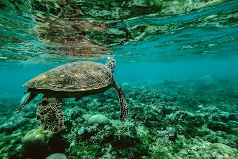 Explore the beauty of a sea turtle gliding through a colorful underwater coral reef.