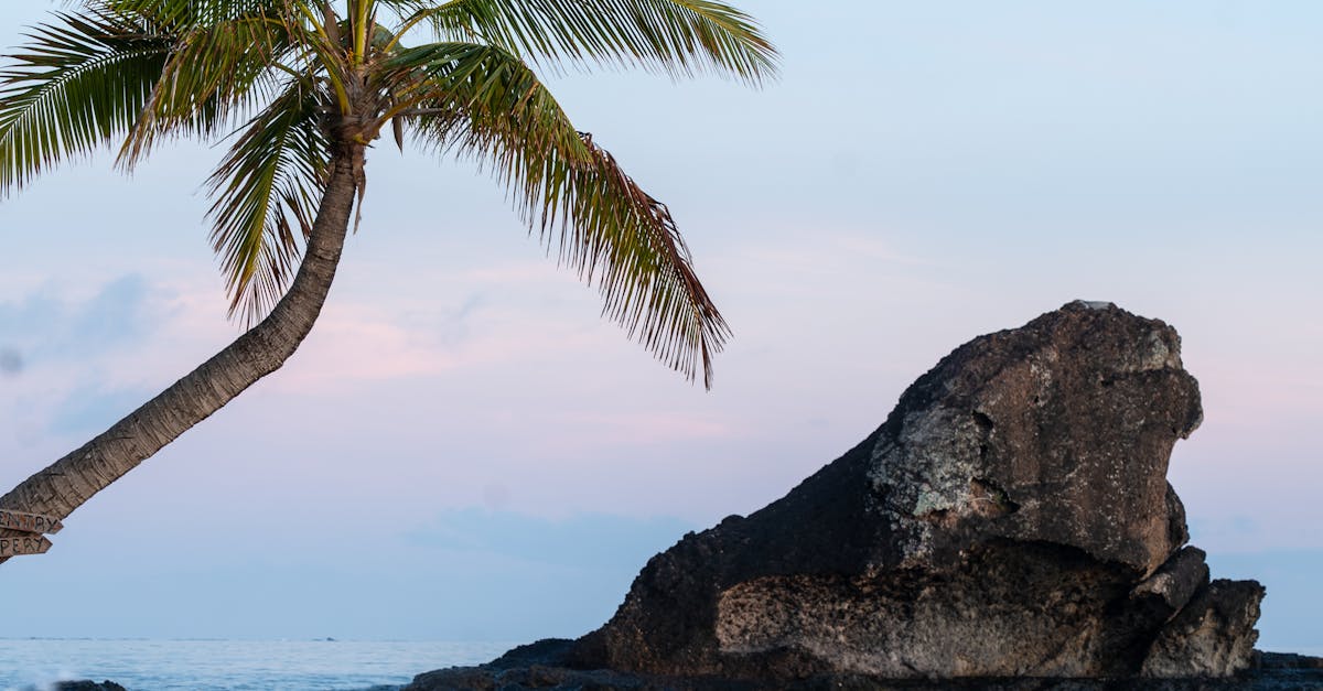 Experience a serene Fijian beach scene at sunrise, with a lone palm tree and calm ocean waves.
